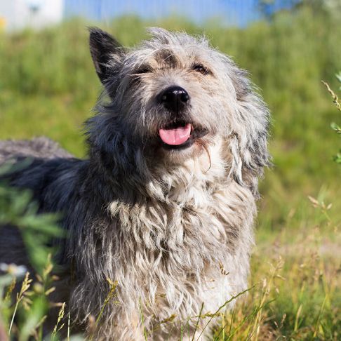 Gaia представляет: кудряшка Аза 
