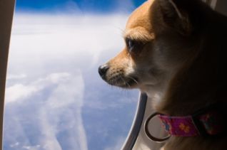 Авіакомпанія для чотирилапих - Pet Airways