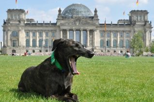Покарання за жорстоке поводження з тваринами у Німеччині