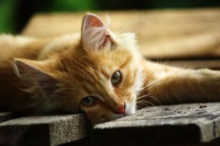 В чому особливість рудих кішок?